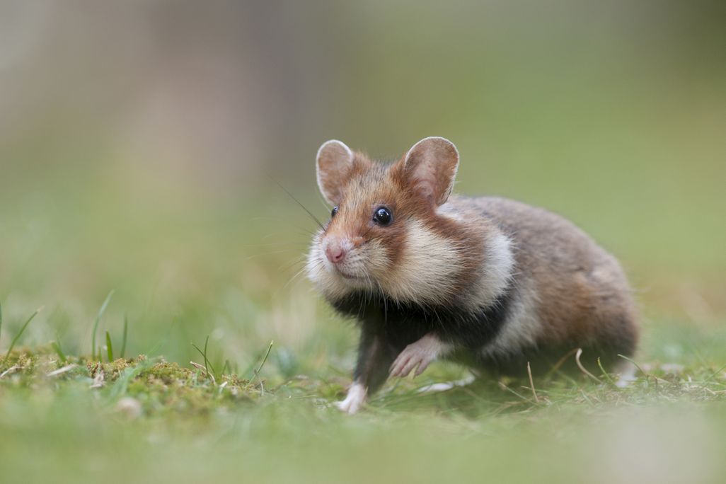 European Hamster