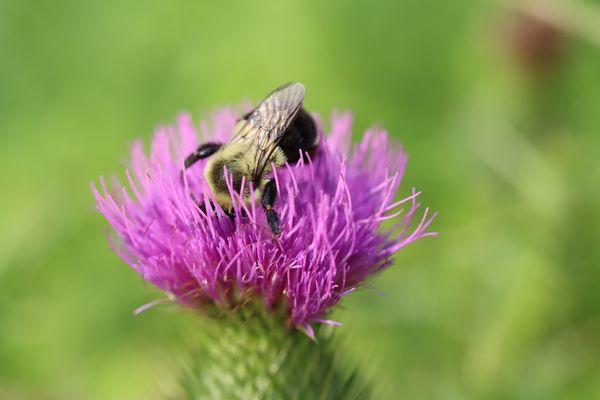 Bumblebee on Thistle thumbnail