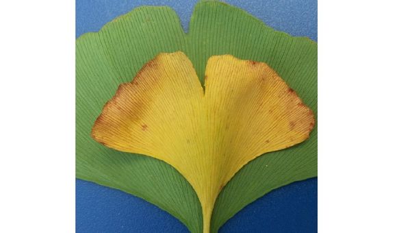 Ginkgo biloba leaves could be the key to reconstructing past changes in carbon dioxide and climate (Rich Barclay, Smithsonian). 