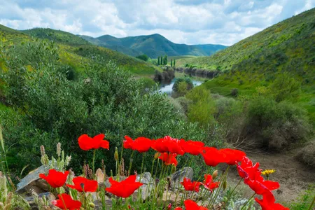Poppies near Ribeira de Piscos, Côa Valley, Western Iberia, Portugal