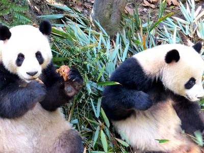 Two pandas at China’s Chengdu Research Base of Giant Panda Breeding (also called Chengdu Panda Base or CPB).