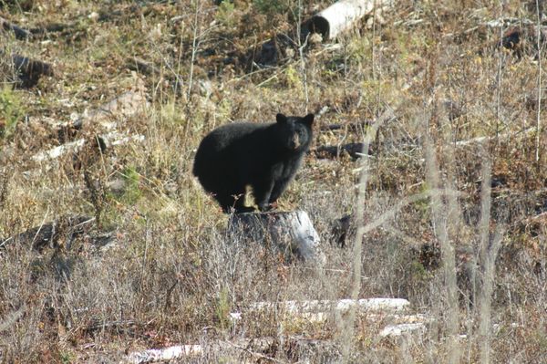 Black bear posing on a stump in British Columbia, Canada thumbnail