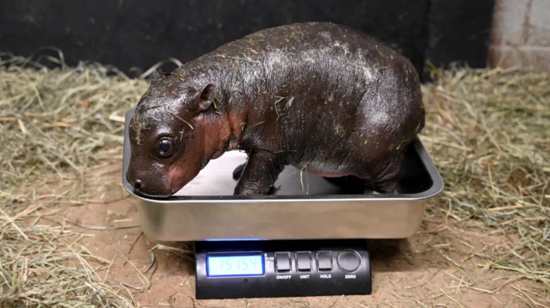 baby pygmy hippo on a scale