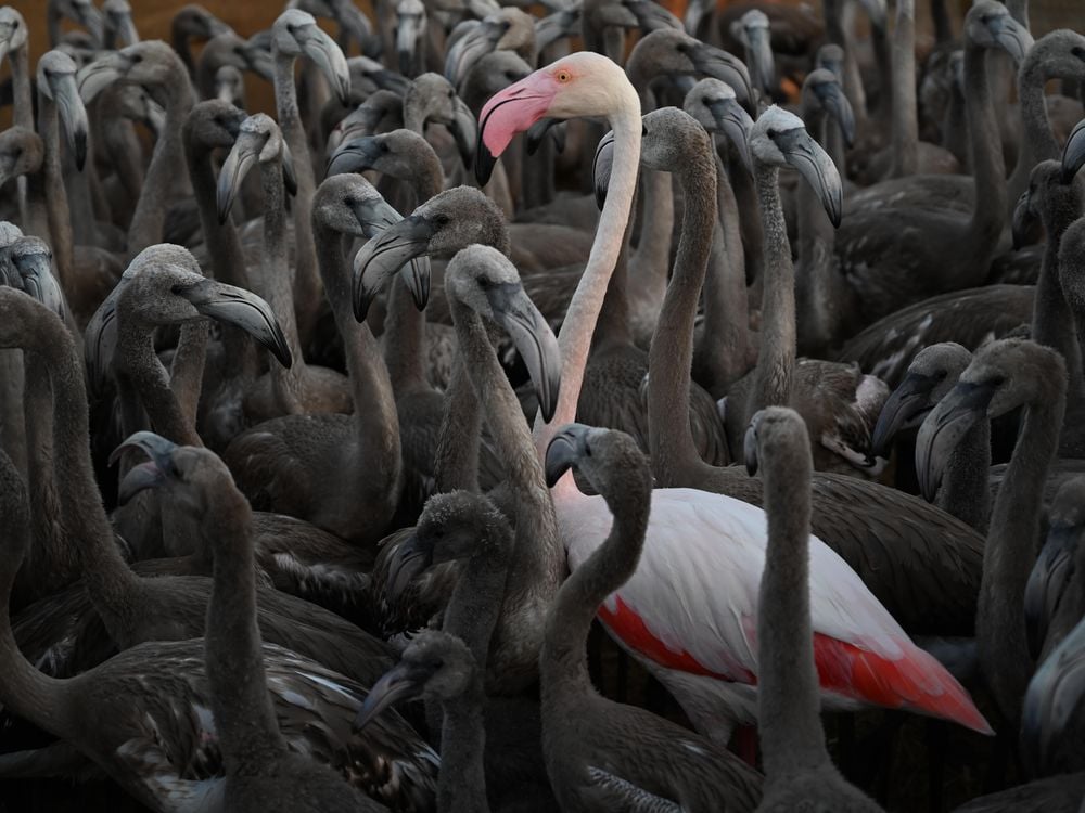 A pink adult flamingo stands tall amid shorter gray birds. The pink flamingo is nearly white in its body but has bright red feathers near its underbelly and a pink beak.