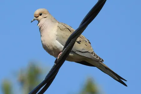 Mourning doves, European starlings, crows and other common backyard species have been found dead on a residential street in Richmond, California, in recent months.