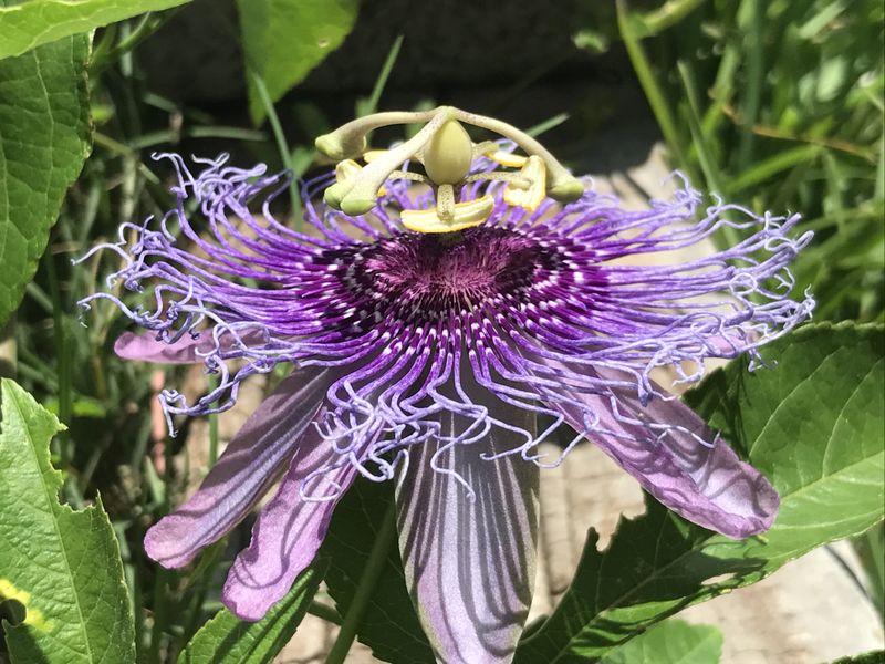 Purple Passion Flower Smithsonian Photo Contest Smithsonian Magazine