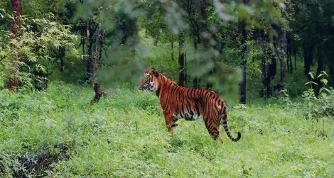 A tiger in the Bhadra Wildlife Sanctuary in India