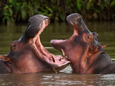 Hippos swimming close to the Magdalena River in Doradal, Colombia.