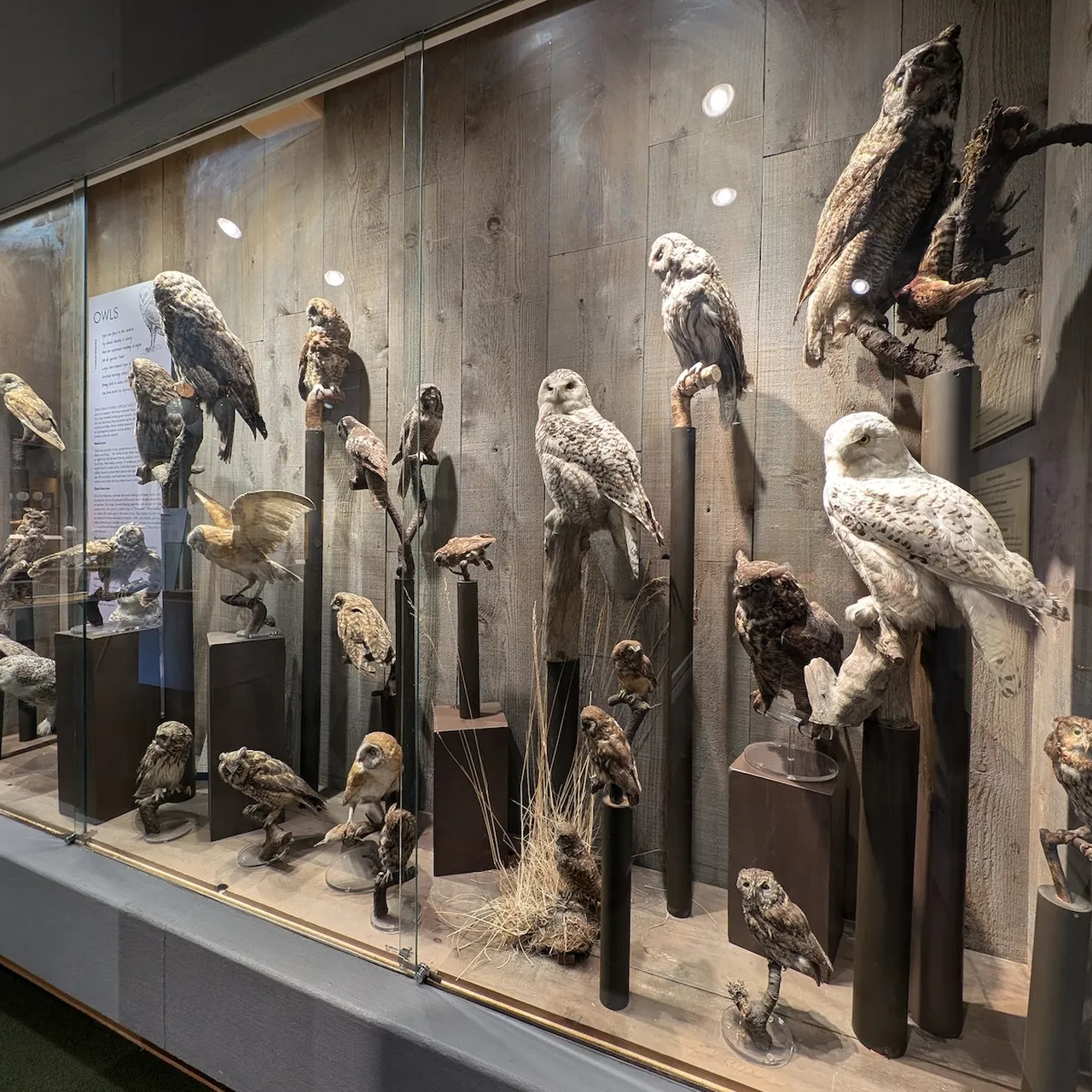 Owls Display