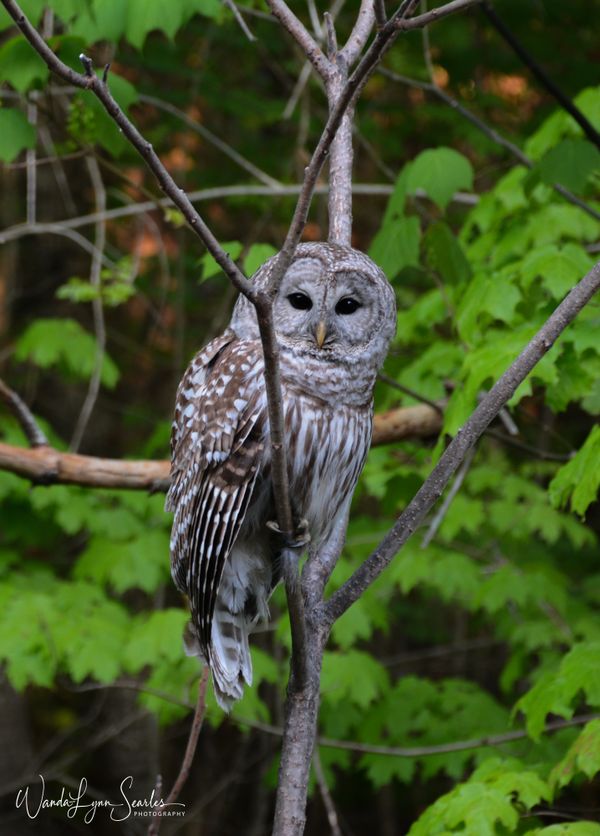 A barred owl looking out on the east view of the back yard. thumbnail