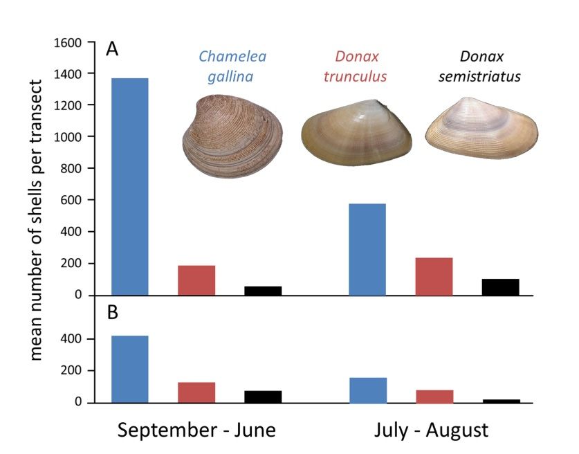 Abundance of the three most common shells found on Llarga beach, A) from 1978 to 1981 and B) from 2008 to 2010, during both the high and low tourist seasons. Photo: Kowalewski et. al., PLoS One 