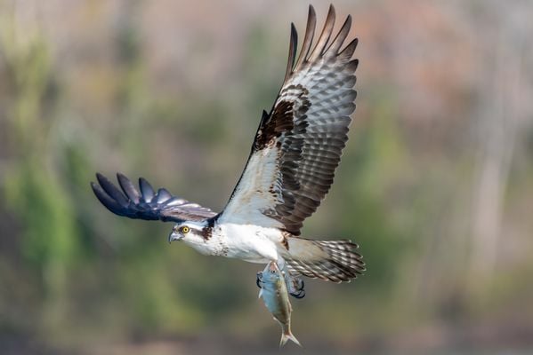 Osprey flying with Bunker thumbnail