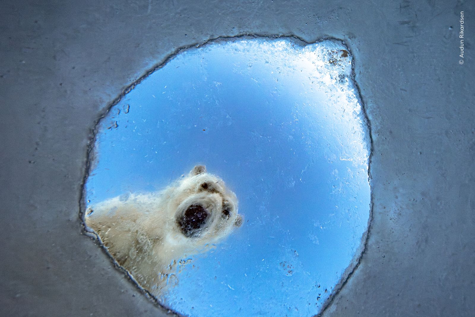See 16 Stunning Animal Images From the Wildlife Photographer of the Year Awards