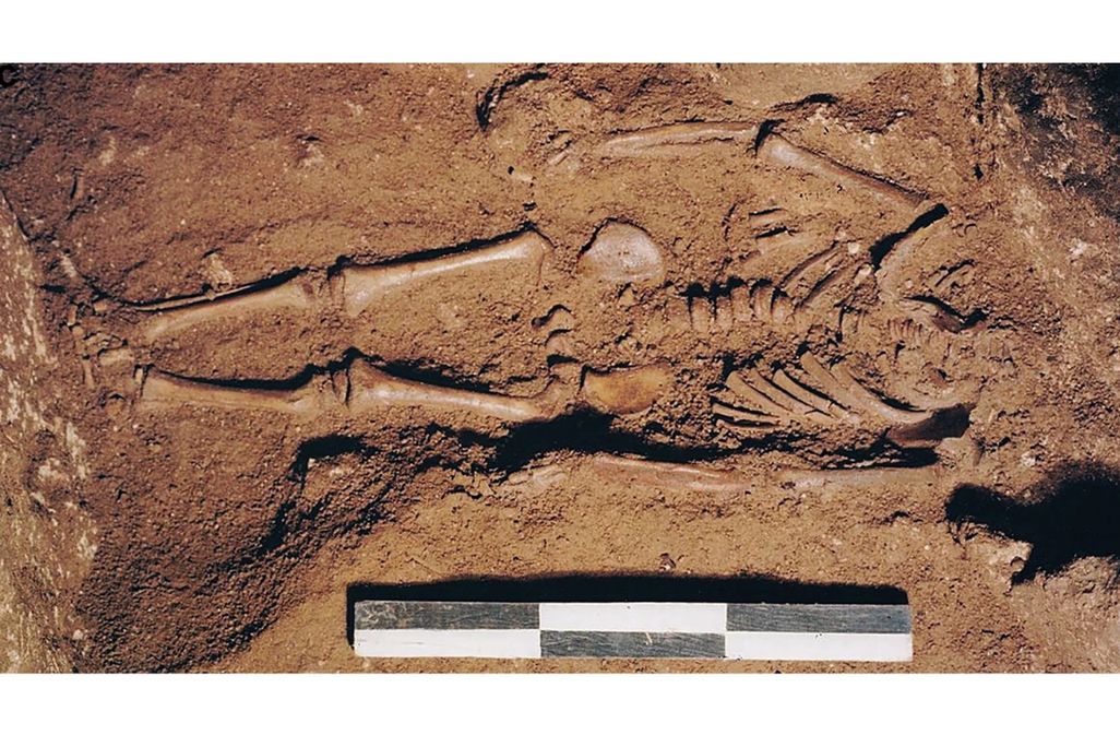 skeleton