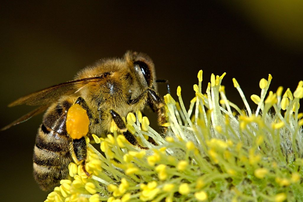 A close-up photo of a bee collecting pollen from a yellow flower.