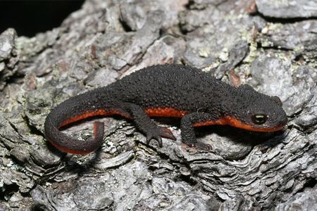 Some rough-skinned newts host bacteria on their skin that produce the neurotoxin tetrodotoxin to keep predators at bay.