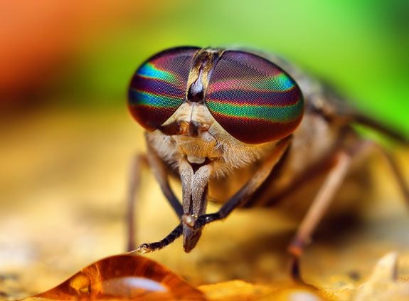 Tabanus species (horse fly), by Thomas Shahan