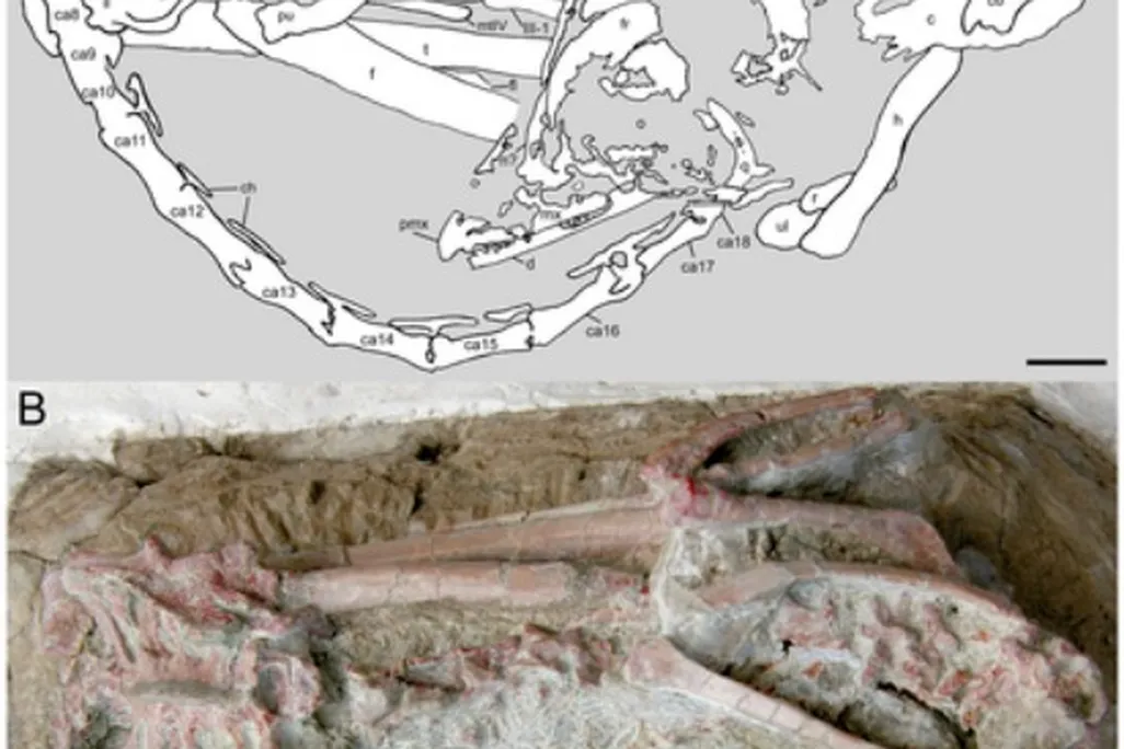 A second specimen of the troodontid Mei, preserved in a bird-like sleeping position.