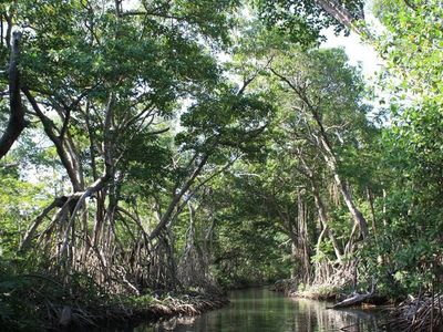 Mangroves line a channel connecting the Belize River to the coastal lagoon system. These trees are hundreds of years old and provide important habitat to both terrestrial and marine species. 