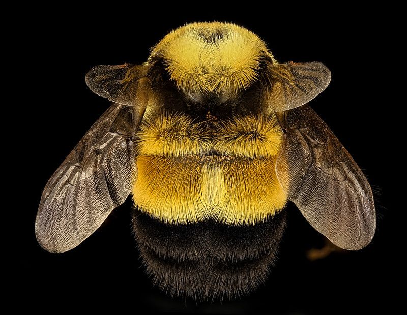 an overhead shot of a bumble bee