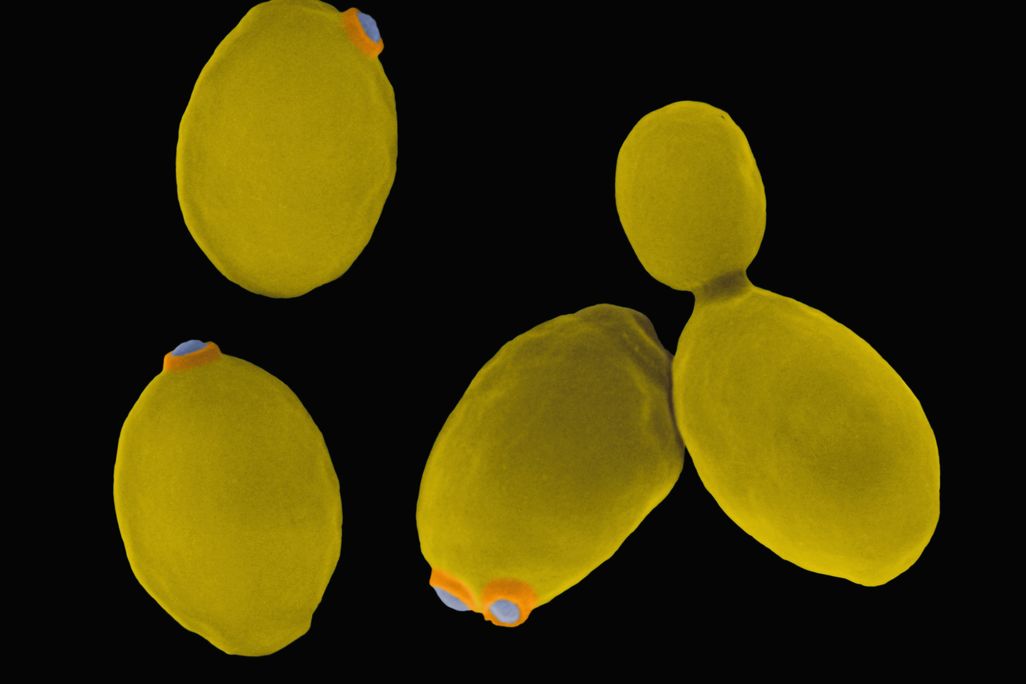 yeast 