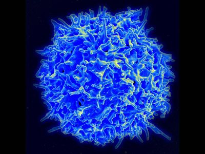 A human T-Cell