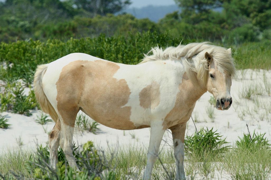 Wild_Pony_at_Assateague.jpg