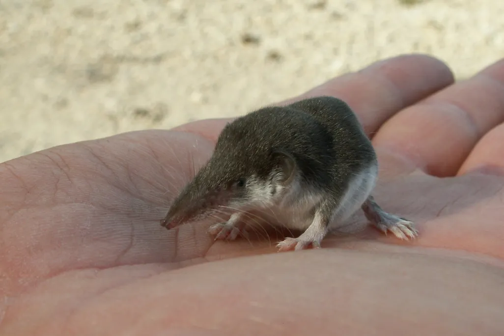 An image of a bicolored shrew sitting in someone's hand