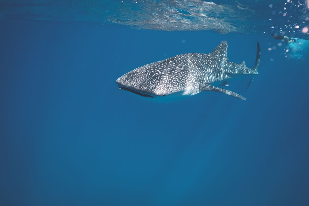 Where the whale sharks are: New research reveals secrets of