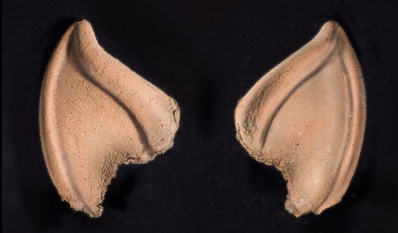 Prosthetic Spock ear tips against black background