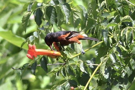 A black-and-orange orchard oriole perches on a bright red flower and uses its beak to peck at the petals.