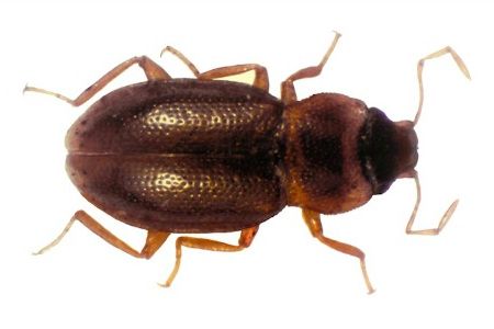 Hydraena ateneo, a millimeter-long water beetle, was found living in the forested creeks of Ateneo de Manila University’s forested campus.