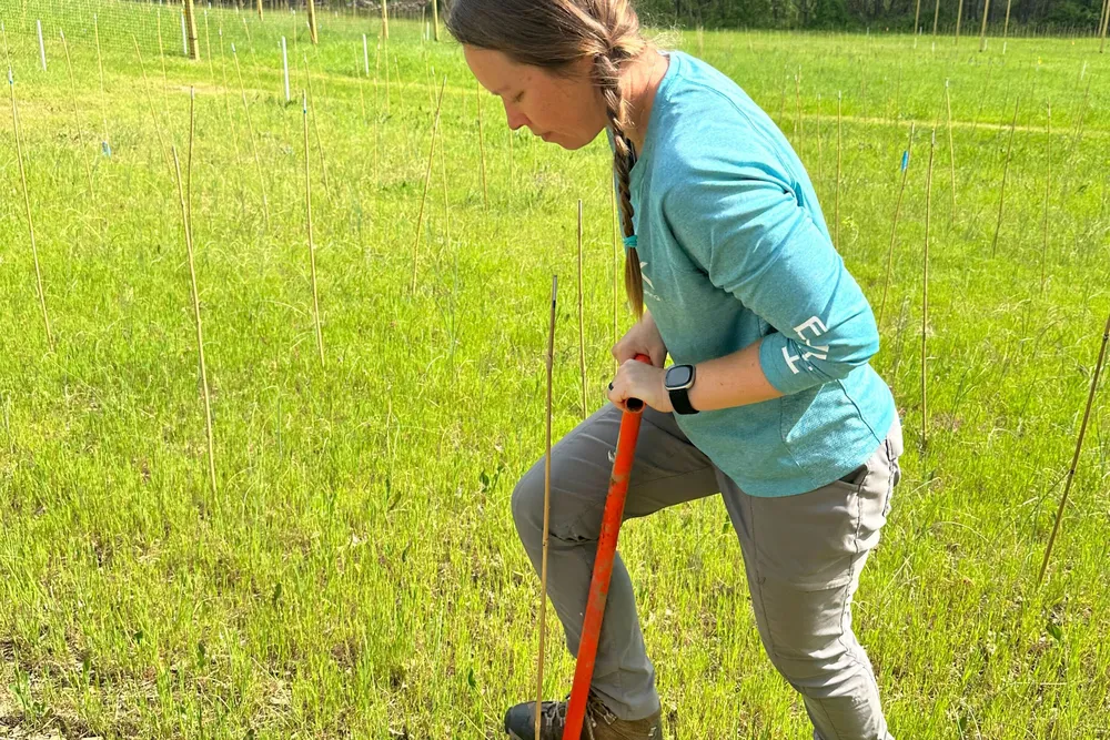 A person inserting an orange shovel-like tool into the ground