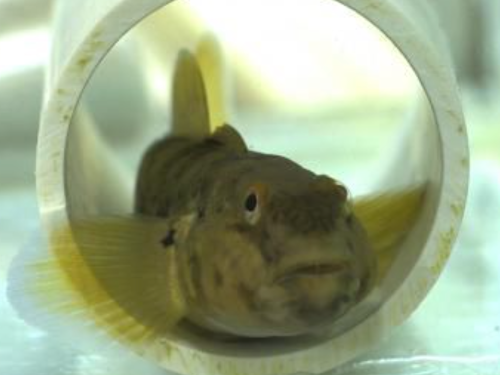 Round goby in a plastic pipe