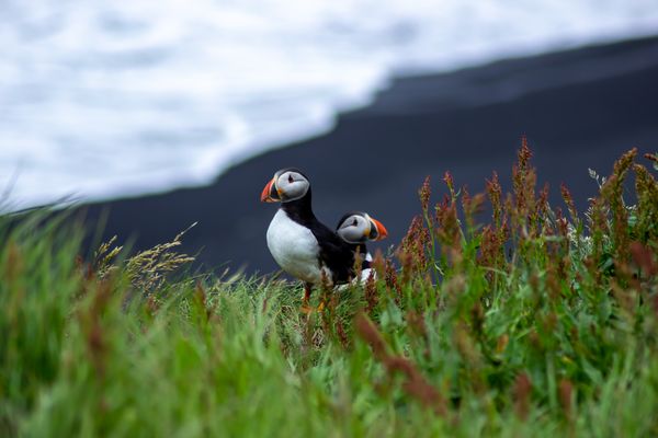 Puffins thumbnail