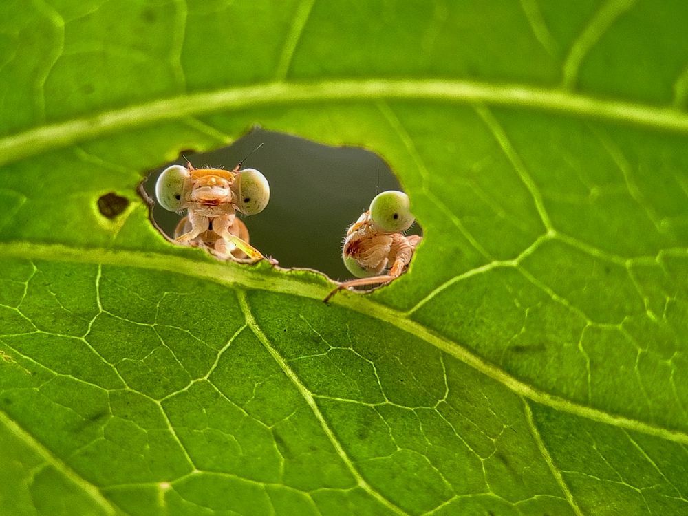 Perched in their leafy hideout, two damselflies peeked curiously at the lens. “They’re clicking our picture!” one whispered. “Do you think we’ll be famous?” said the other—nature’s tiniest wonders with playful stories.