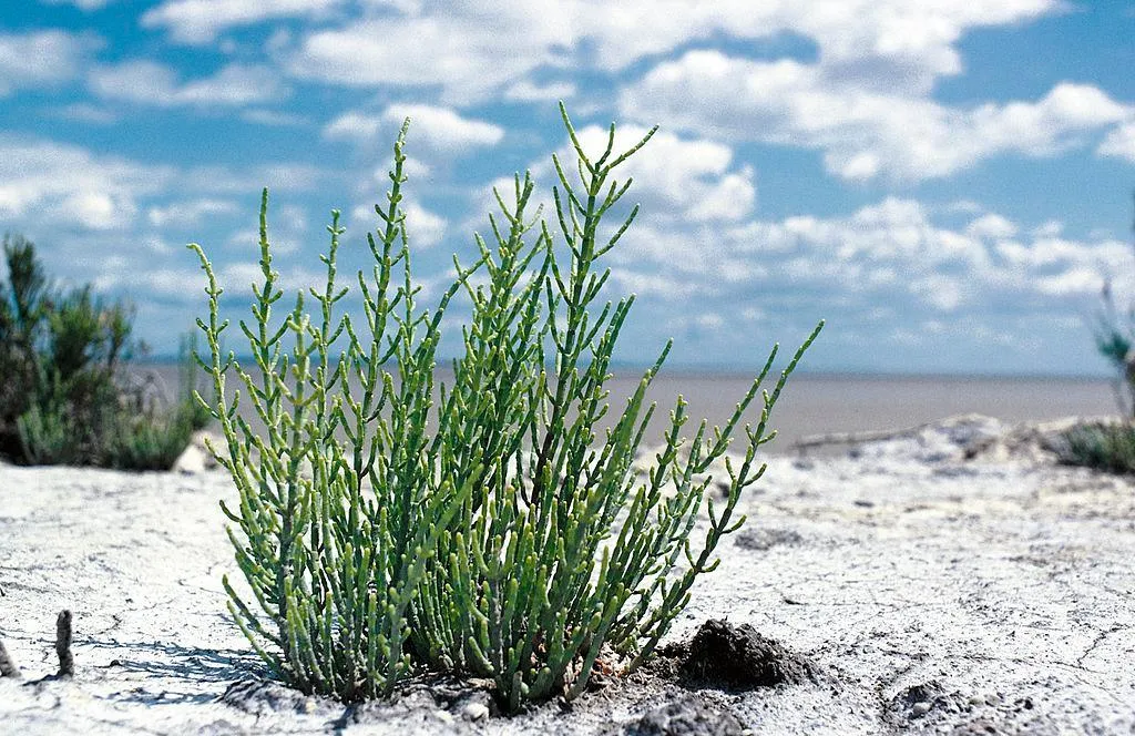 How One Farmer Is Introducing Americans to Sea Beans