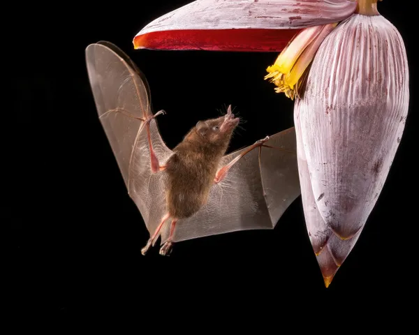 Bat caught in mid-flight while feeding on a nectar-laden flower at night. thumbnail