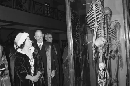 Queen Elizabeth examines the bones of Charles Byrne in 1962.