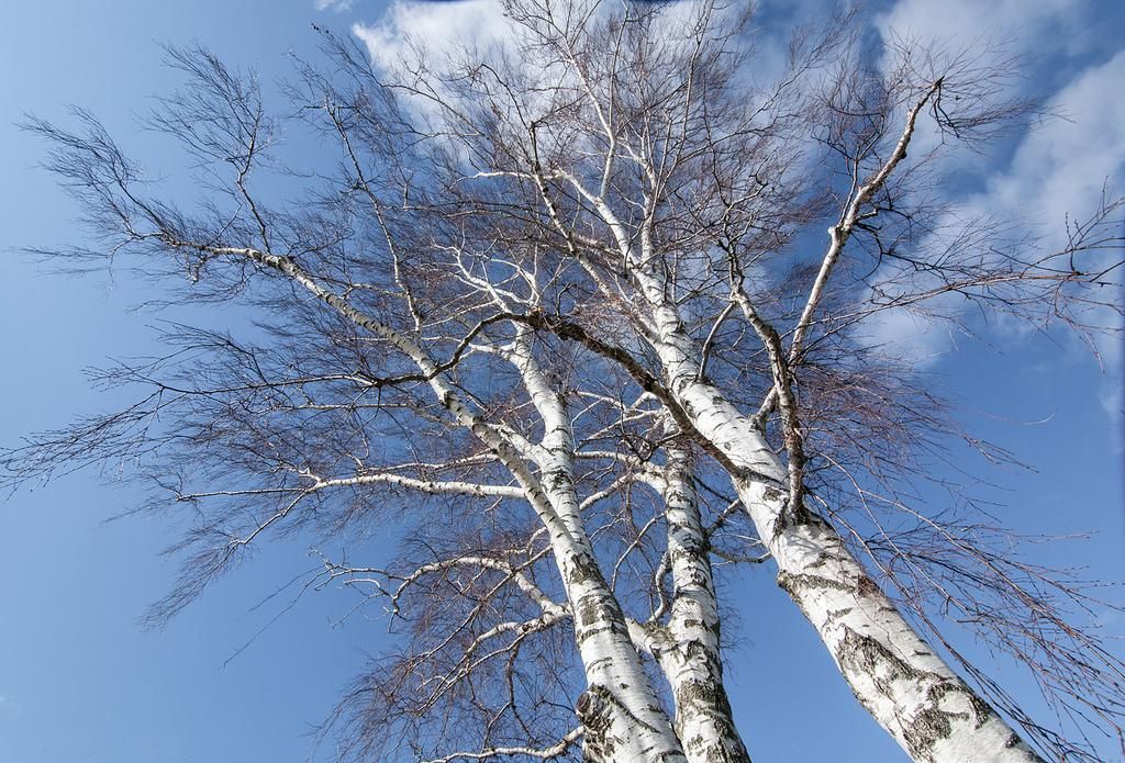 Sleeping' Birch Trees Rest Their Branches At Night | Smart News|  Smithsonian Magazine