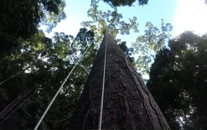 Meranti Tall Tree