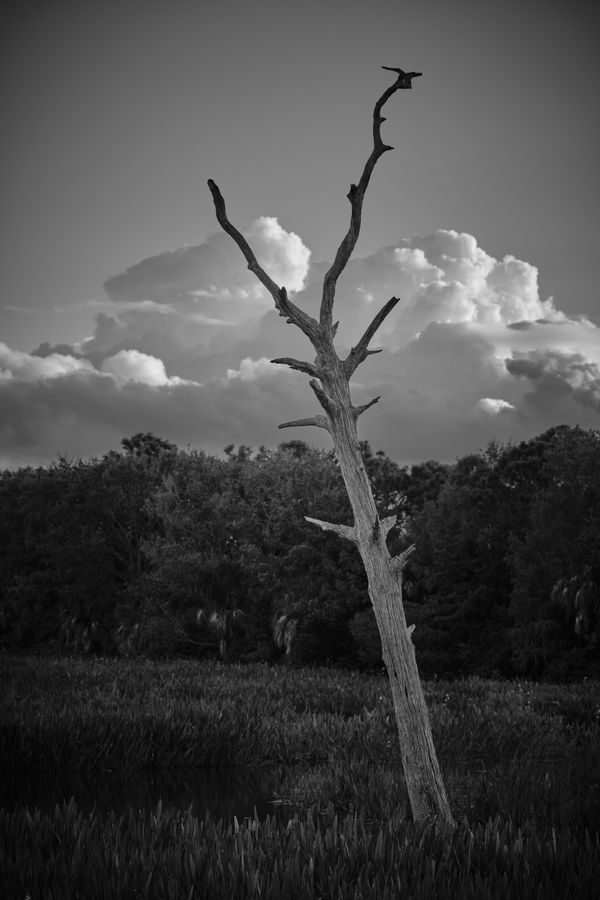 Dry Tree in Wetlands thumbnail