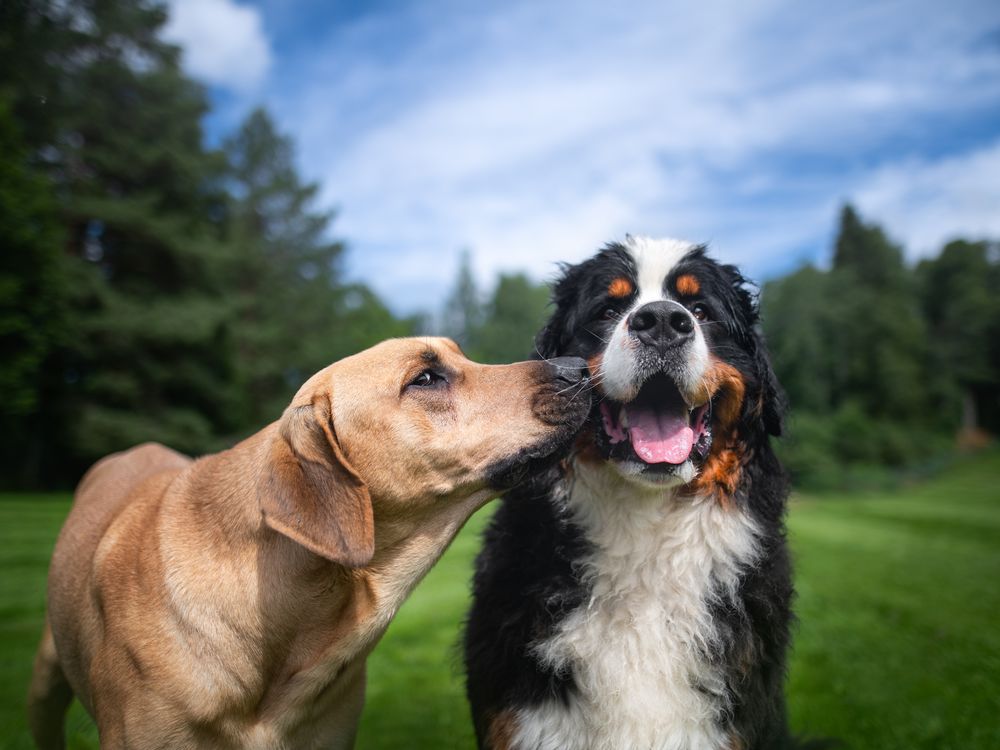 Two dogs standing in grass, one sniffing the face of the other