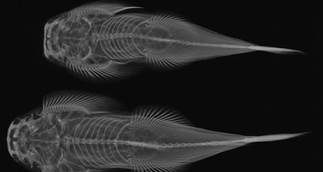 Beautiful and educational, X-ray images help us learn more about evolution.