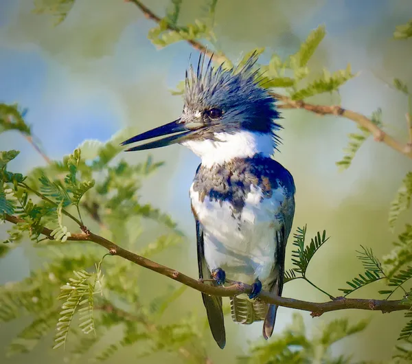 One Handsome Belted Kingfisher thumbnail