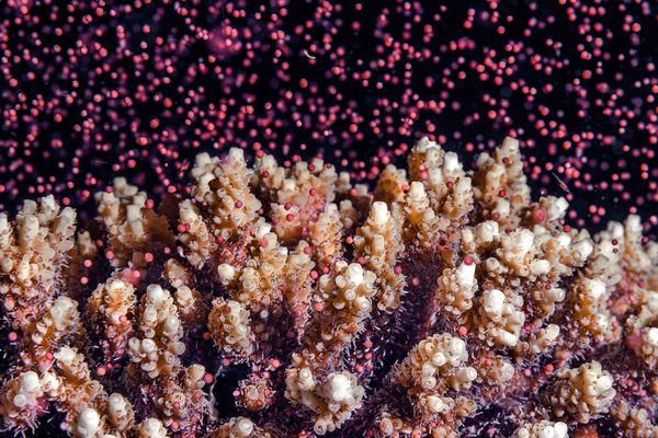 Coral Spawning thumbnail