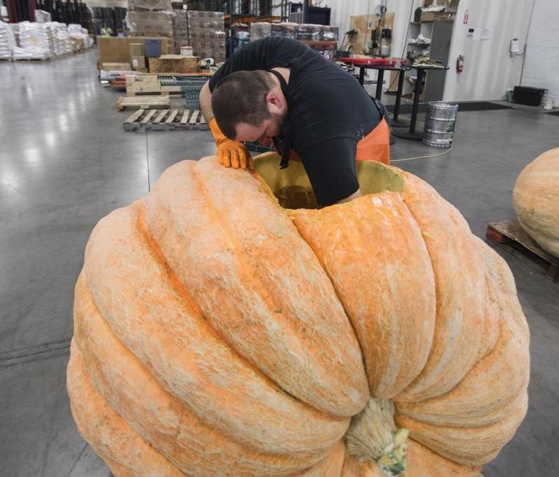 This pumpkin is eventually going to hold about 250 gallons of beer.