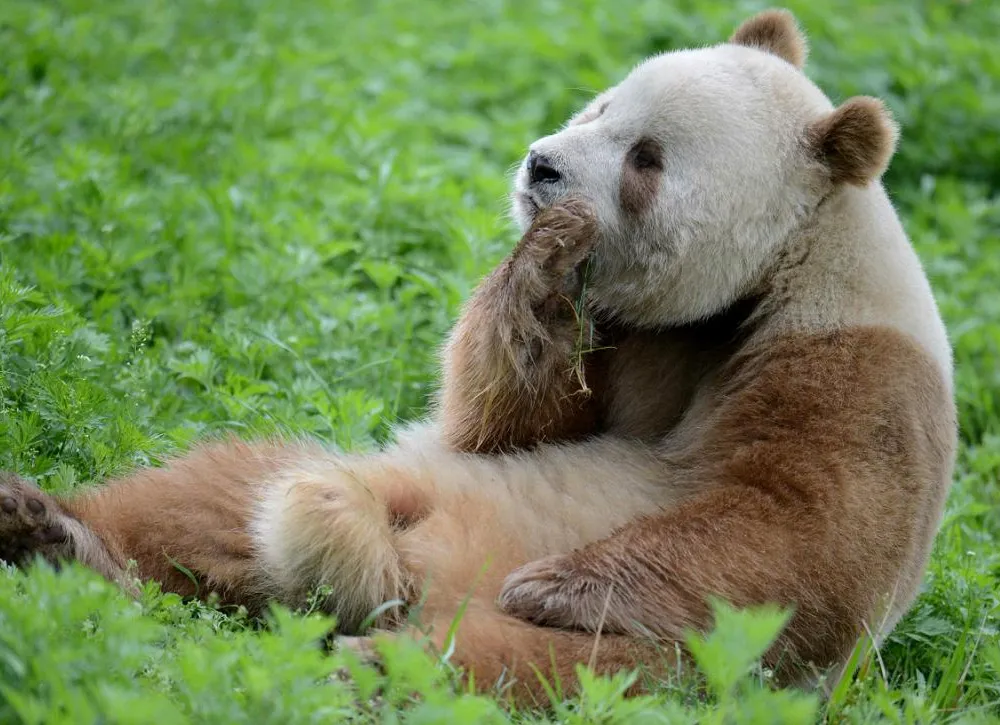 The remains likely belong to a Qinling panda rather than a Sichuan panda