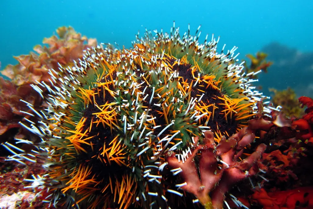 Collector urchins