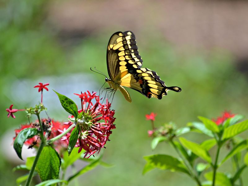 A butterfly drinking from a flower Smithsonian Photo Contest
